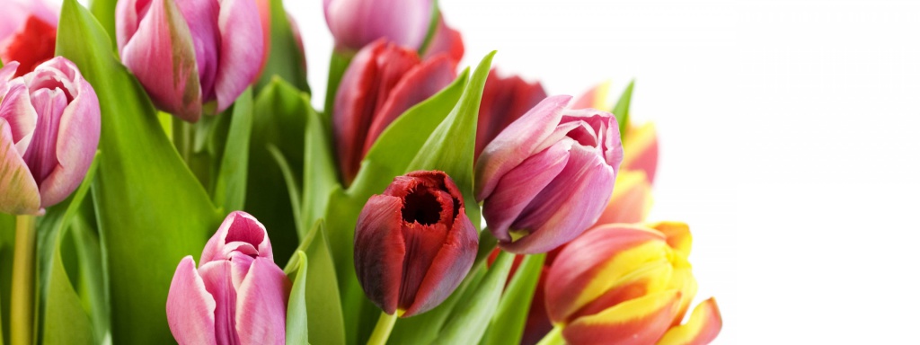 Tulip-Flowers-27-1200x3200.jpg